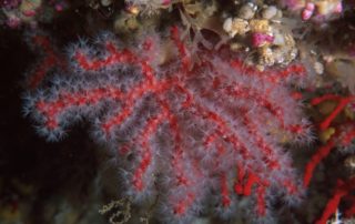 Immersioni Corallo Rosso