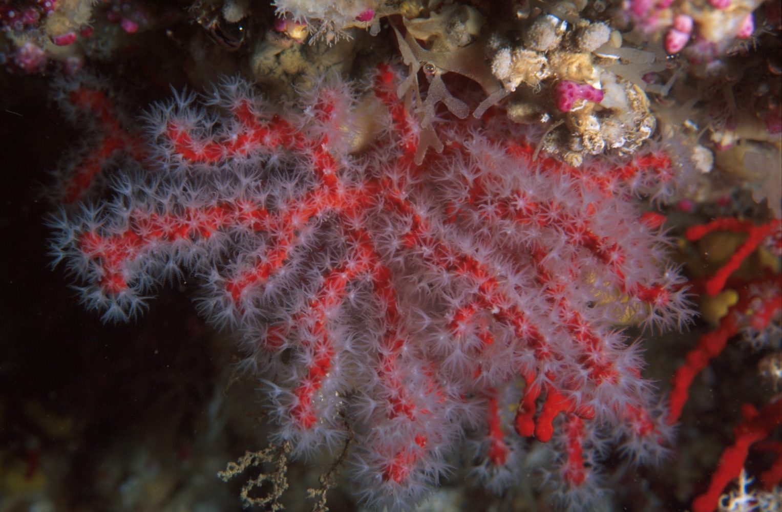Immersioni Corallo Rosso